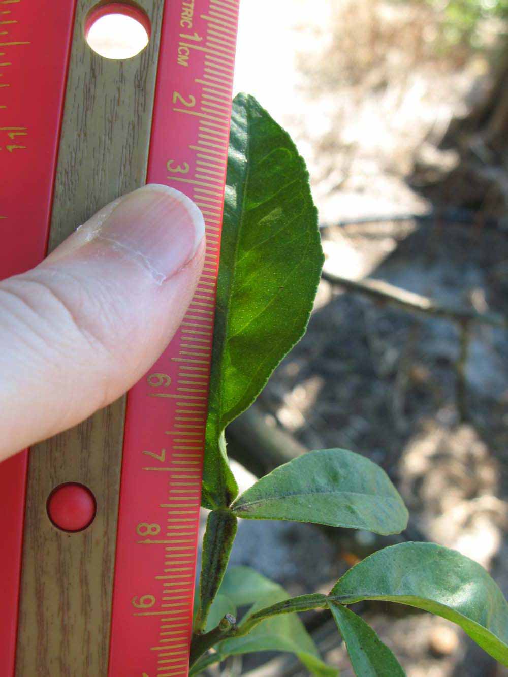              Trifoliolate leaf (Winter Haven, FL)       